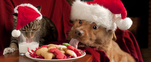 Toxic Food For Dogs & Cats During the Festive Season