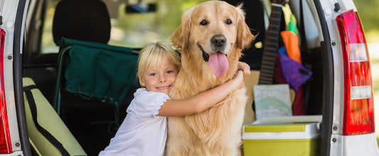 Travelling in the car with your dog