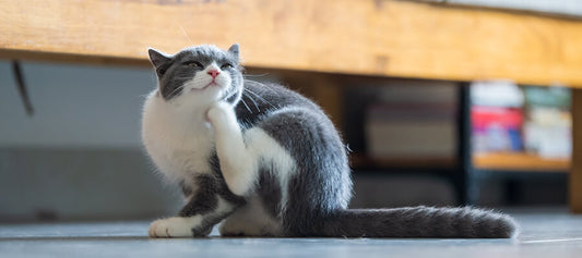 How to treat and get rid of fleas on your cat