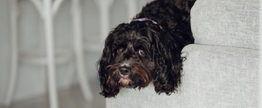 9 Dog Breeds with a Challenging Beauty Routine