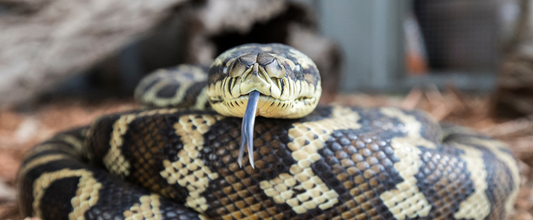 Snake Season and Pets: The Risks No One Is Talking About