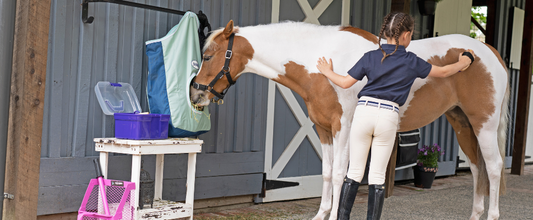 10 Must-Have Items for New Horse Owners