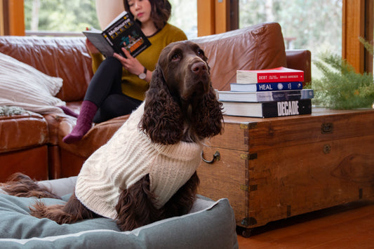 7 Tips to Prepare Your Dog for Winter