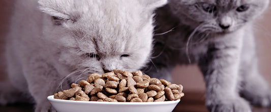 What To Feed Kittens: What Do Kittens Eat?
