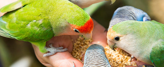 What Do Birds Eat? Tips for Feeding Your Bird