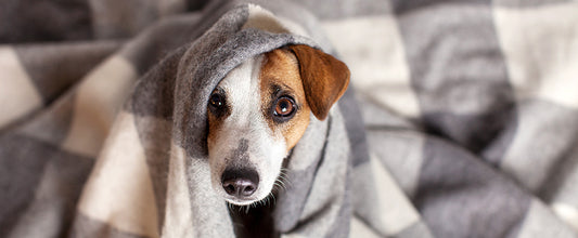 How to Care for Dogs in Winter: Your Questions Answered