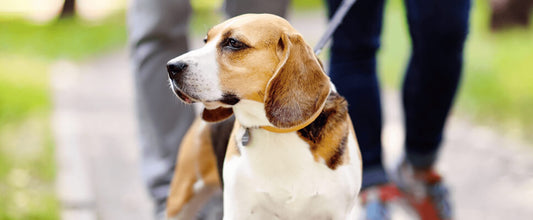 Australia's Best Pet-Friendly Caravan Parks