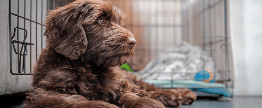 Crate Training Your Puppy
