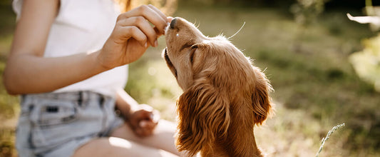 Dog Exercise Tips to Keep Them Healthy
