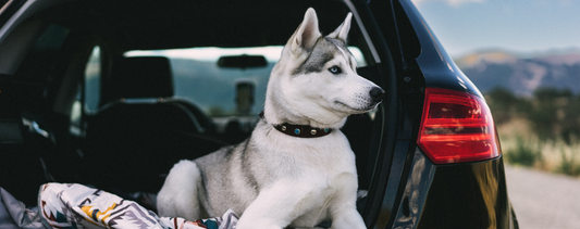 Dog-Friendly Winter Getaways and Travel Ideas in Victoria