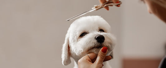 Is Grooming Required During Winter?