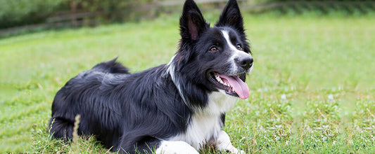 How to Train a Dog: Dog Training Tips to Help Them Learn