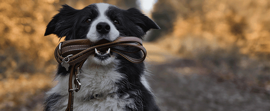 How Often Should I Be Walking My Dog?