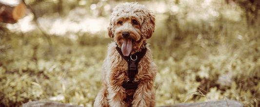 How To Fit a Puppy Harness Correctly