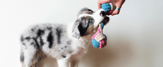 How To Play With a Puppy 