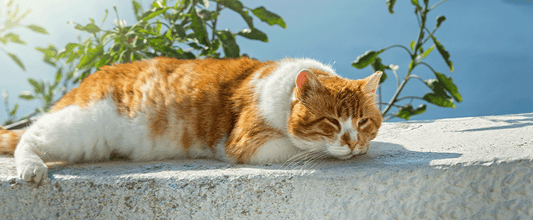 Indoor Cats vs Outdoor Cats: What You Need to Consider