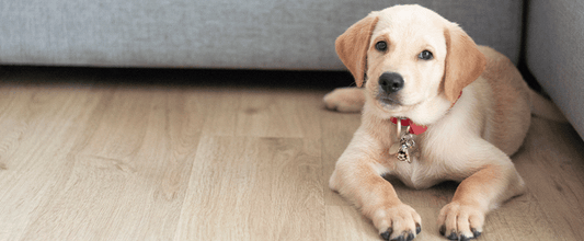 Leaving a Puppy Home Alone