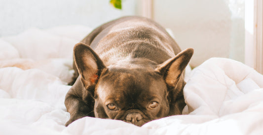 Why Does My Dog Have a Fever? Causes and Care Strategies