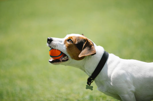 Brain Games and Mental Stimulation for Dogs