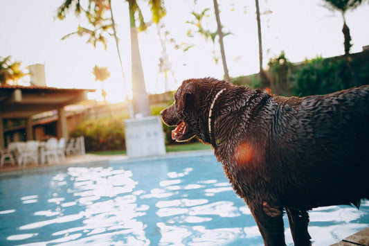 Heatstroke in Dogs