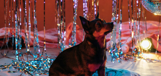 Tis the Season: Top Tips to Keep Your Dog Calm at Parties