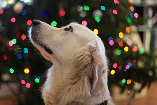 Best Christmas Gifts for Your Dog or Cat
