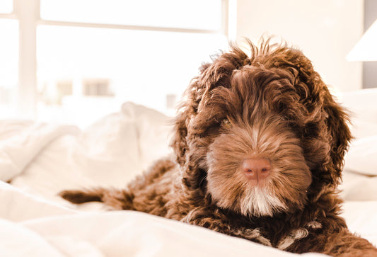 How to Choose a Pet Bed