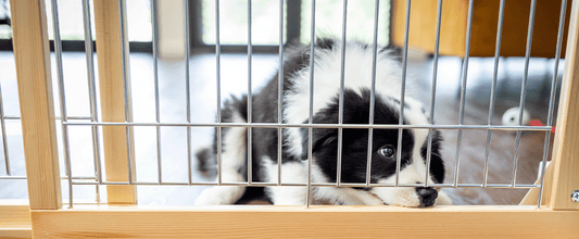 How to Puppy Proof Your Home