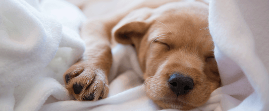 How To Get a Puppy To Sleep Through The Night