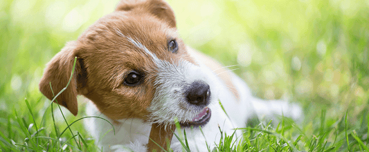 Puppy Teething and Chewing
