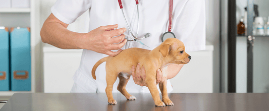 Desexing and Vaccination For Puppies