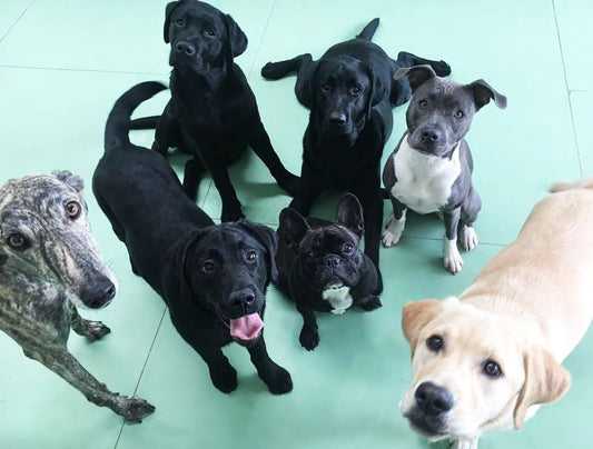 Benefits of Dog Daycare: The Ultimate Guide to Dog Daycare Services