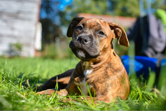 10 Questions to Ask Before Adopting a Rescue Dog
