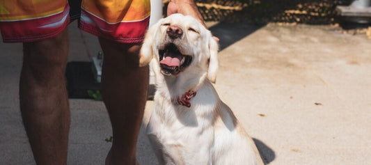 Summer Vet Guide For Dogs