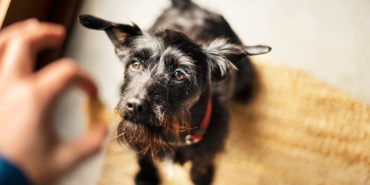Tapeworms In Dogs: Symptoms, Treatment & Prevention