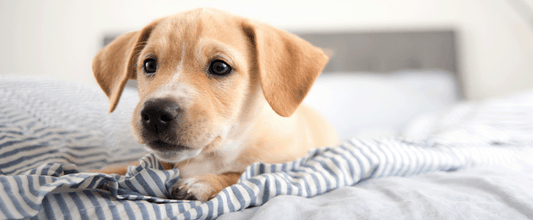 Things to Consider Before Getting a Puppy
