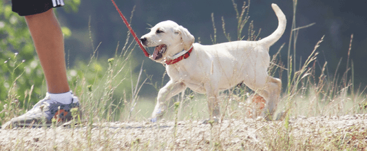 When To Start Walking a Puppy