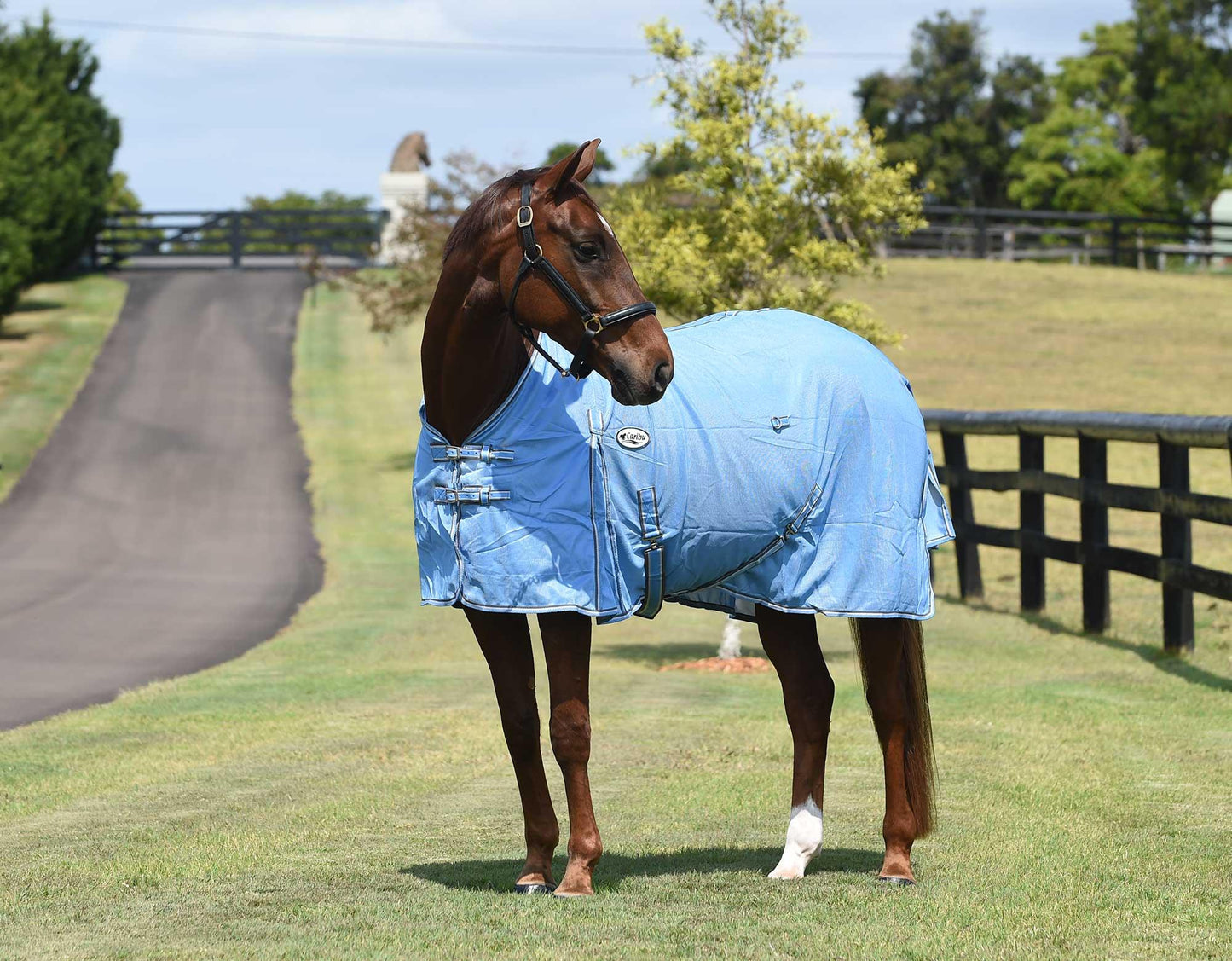 Caribu Euro 270gsm Mesh Horse Rug