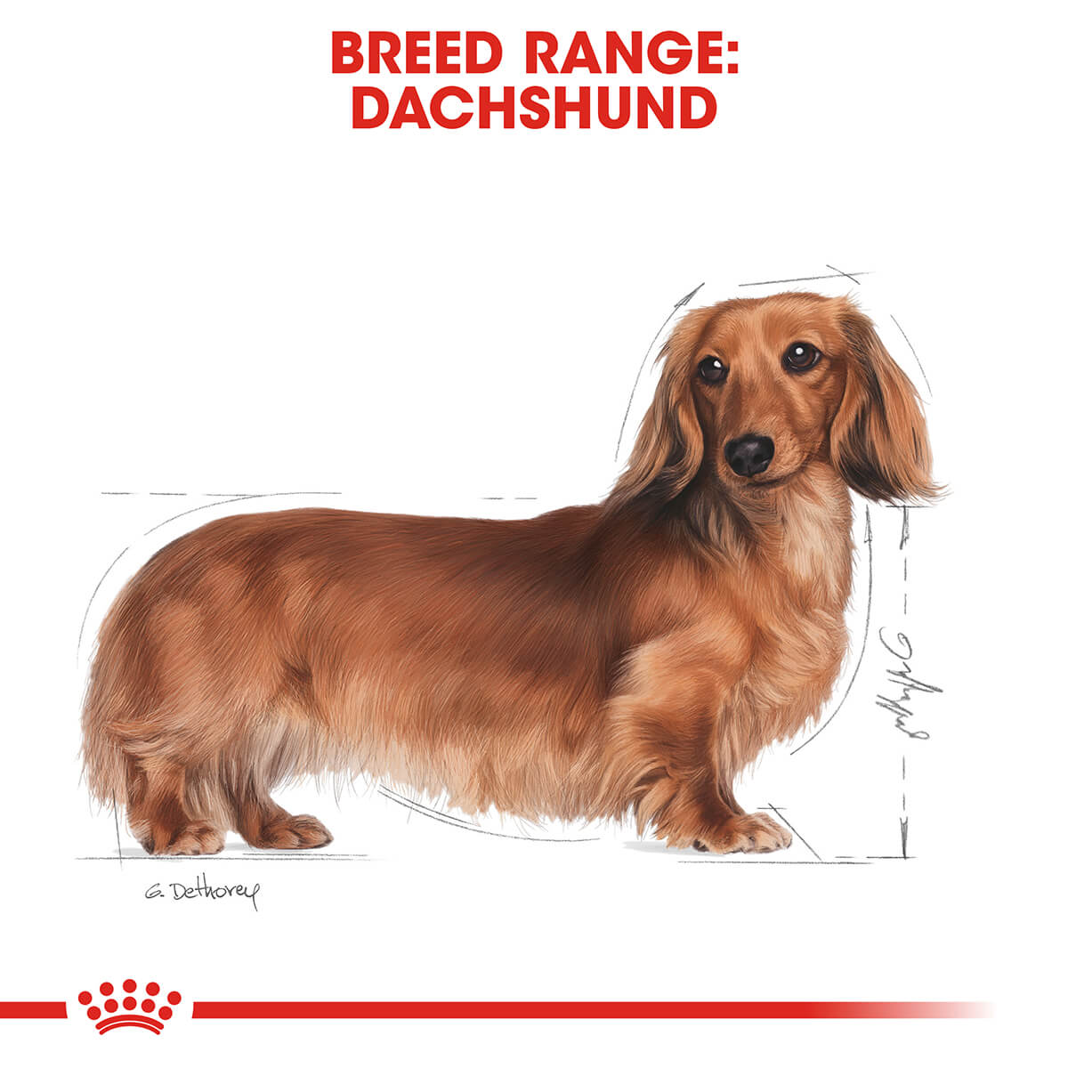 Royal Canin Dachshund Adult Wet Dog Food 85G