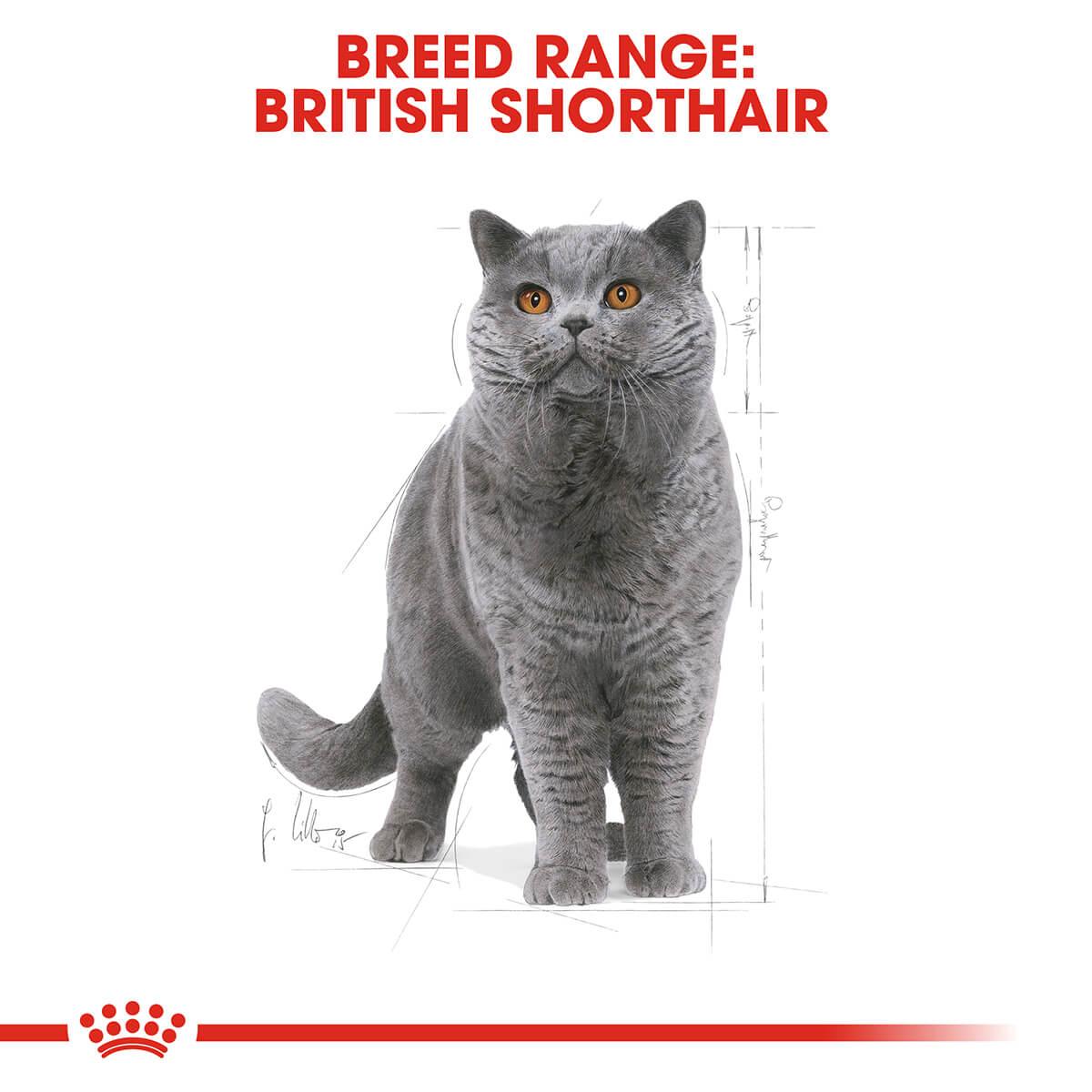 Royal Canin British Shorthair Adult Dry Cat Food