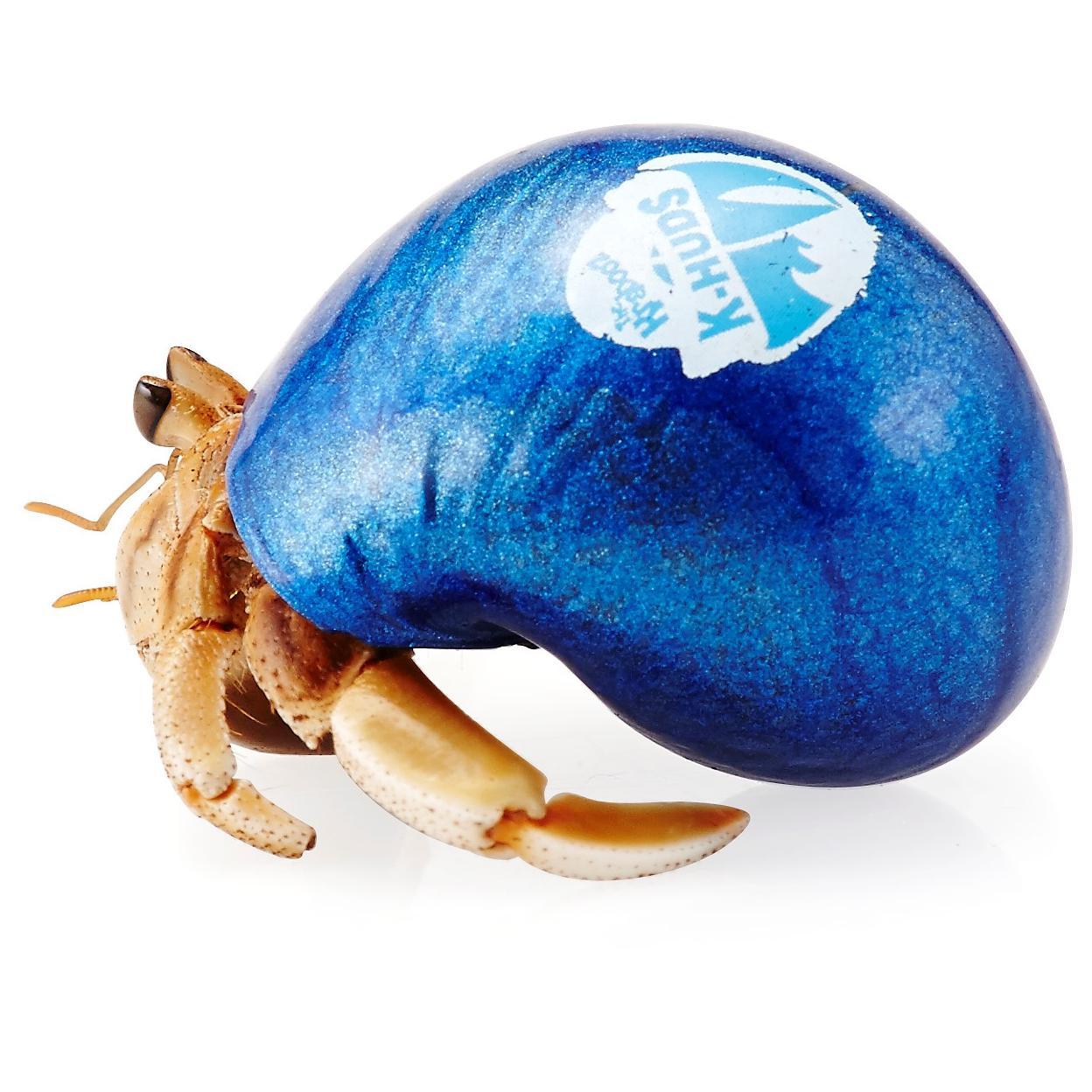 Krabooz Hermit Crabs