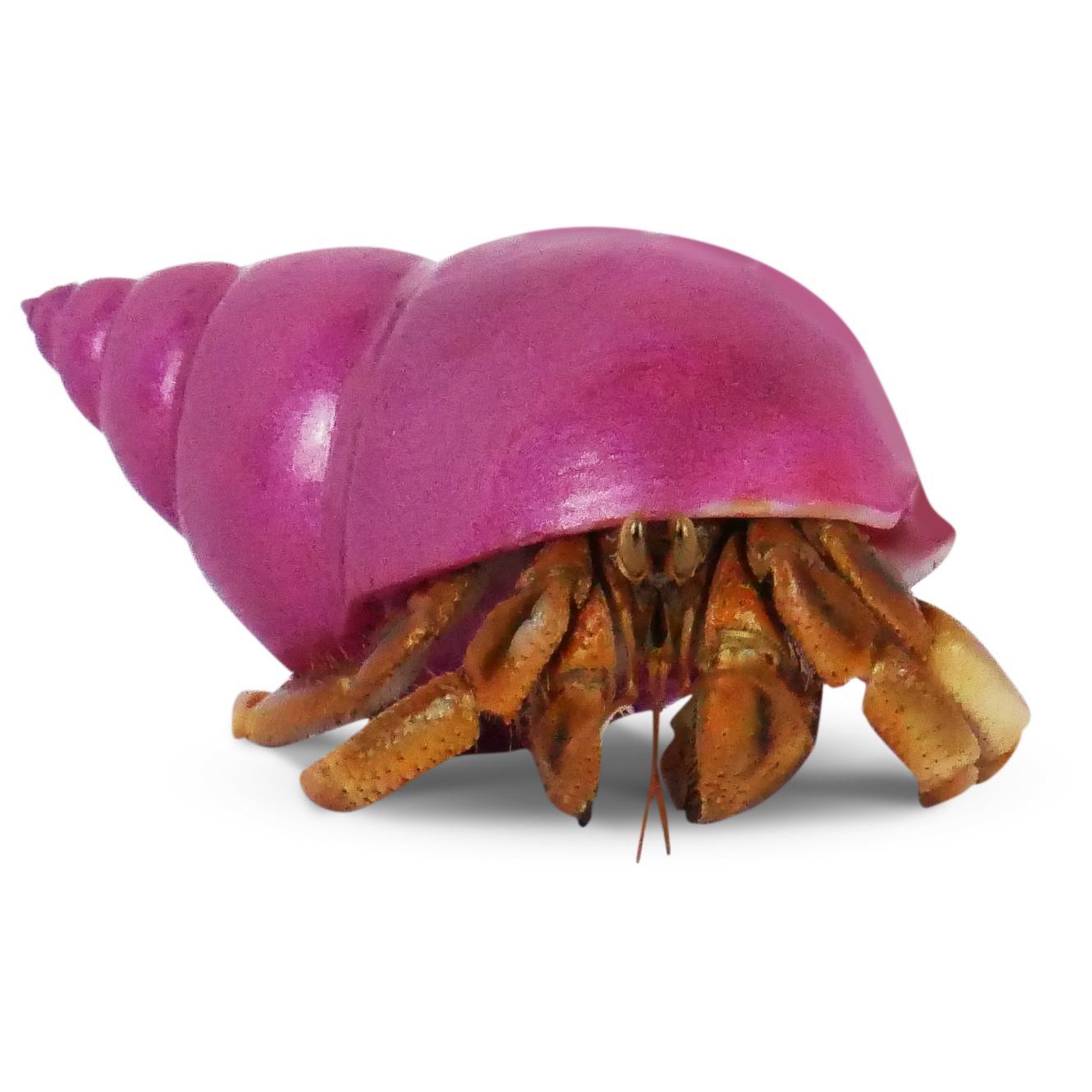 Krabooz Hermit Crabs