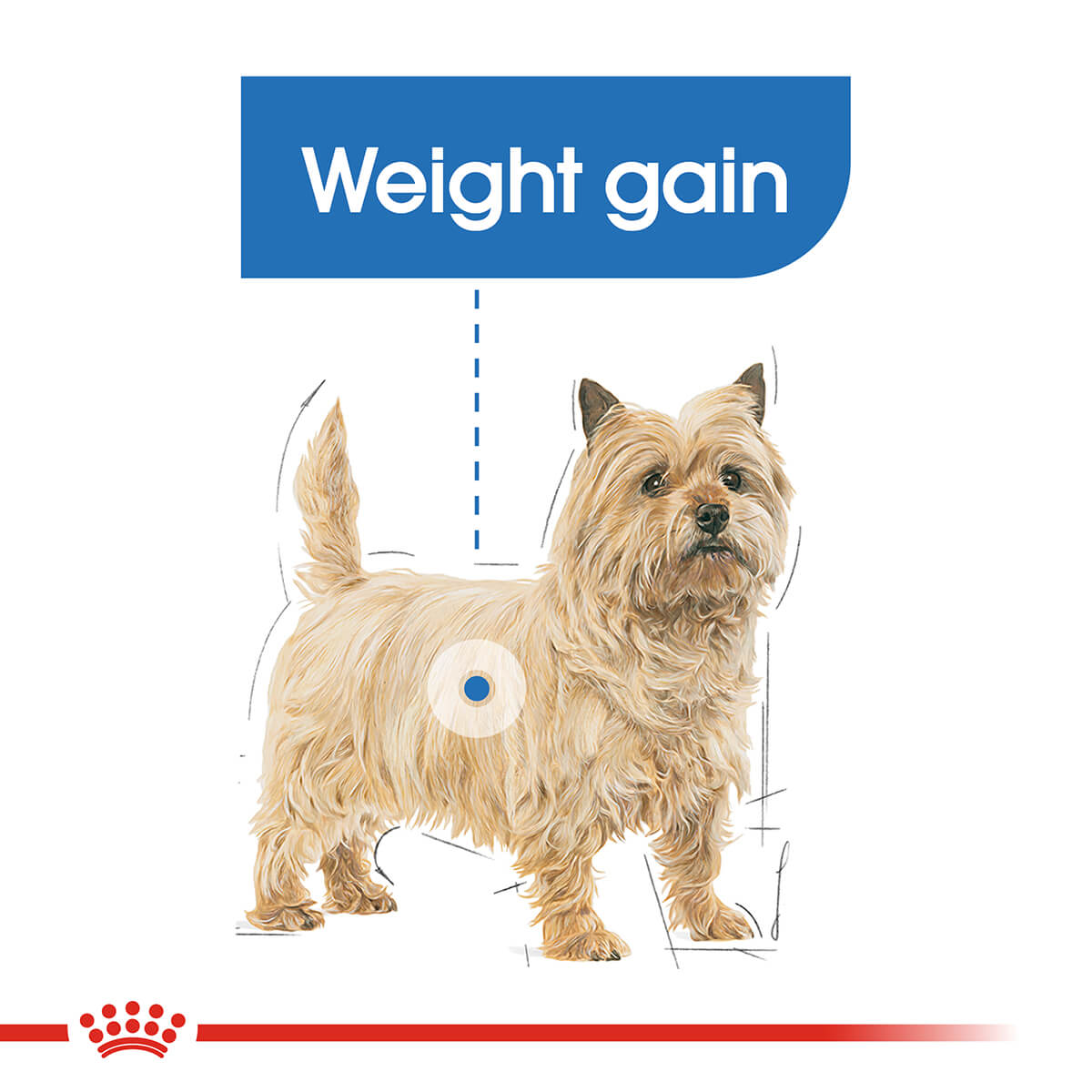 Royal Canin Mini Light Weight Care Adult Dry Dog Food 3kg