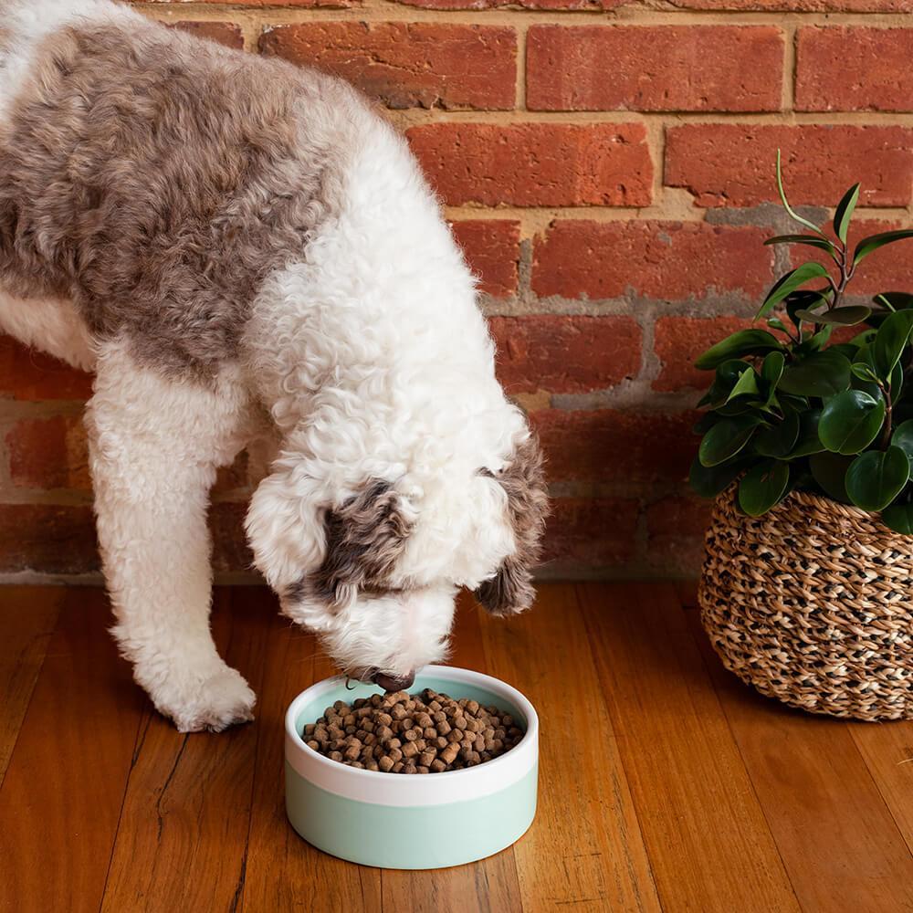 Buddy & Belle Mint/White Round Ceramic Dog Bowl