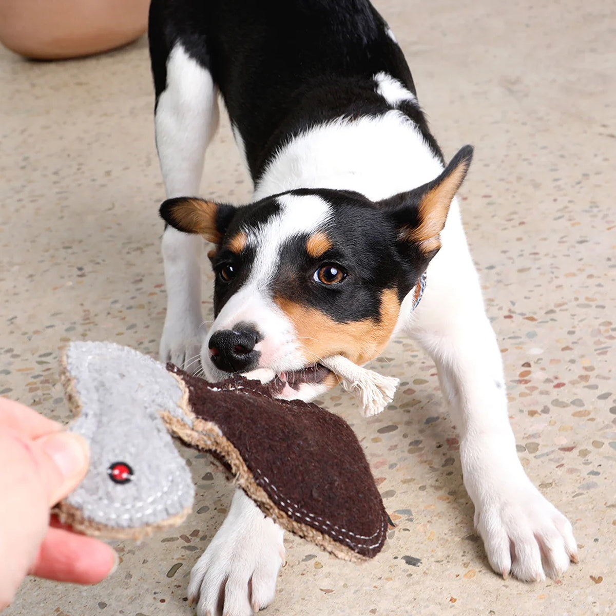 Outback Tails Ernie Emu Wool Dog Toy