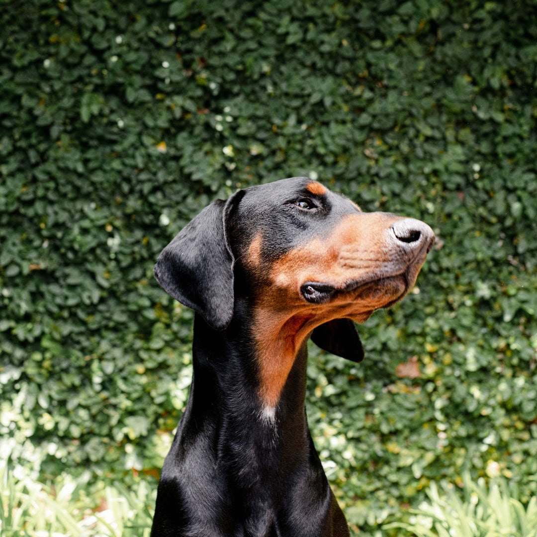 HoundzTooth Skin, Coat & Nails for Dogs 200g