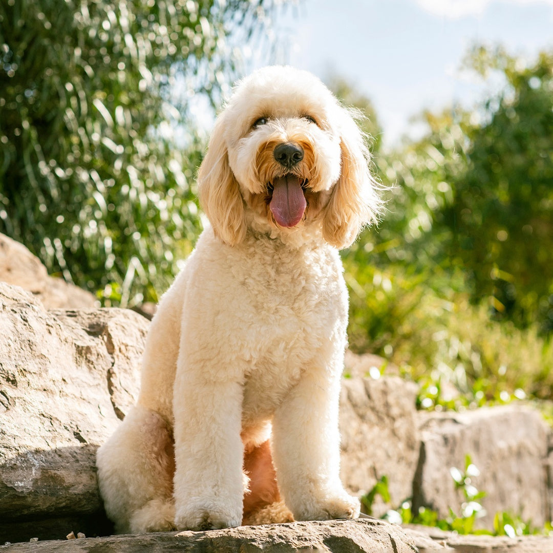 HoundzTooth Skin, Coat & Nails for Dogs 200g