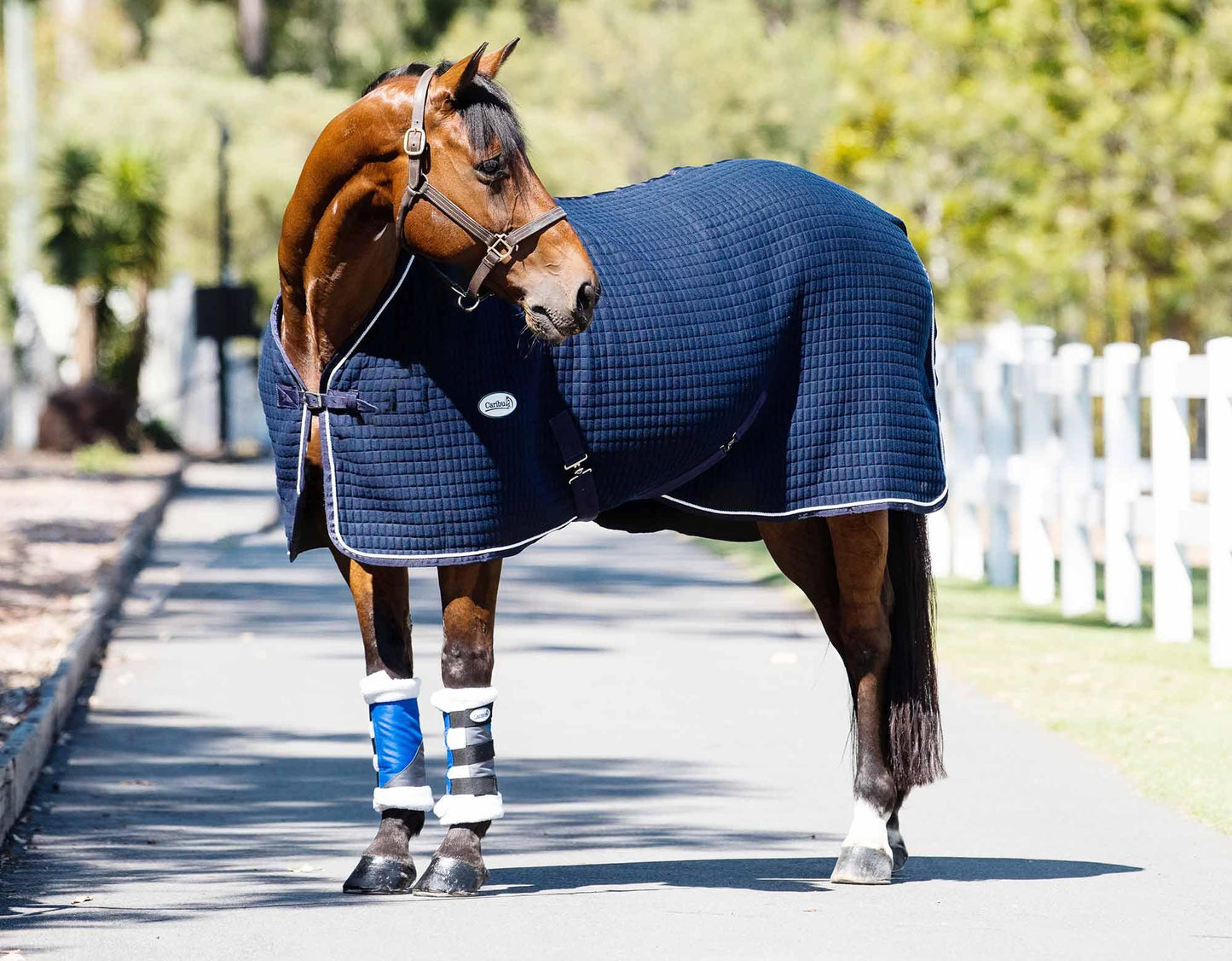 Caribu 1200D Paddock Boot