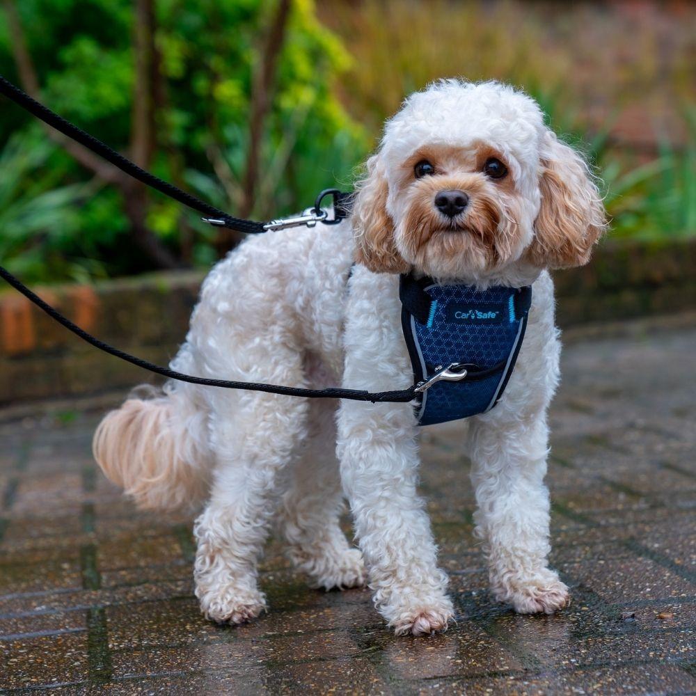 CarSafe Crash Tested Dog Harness