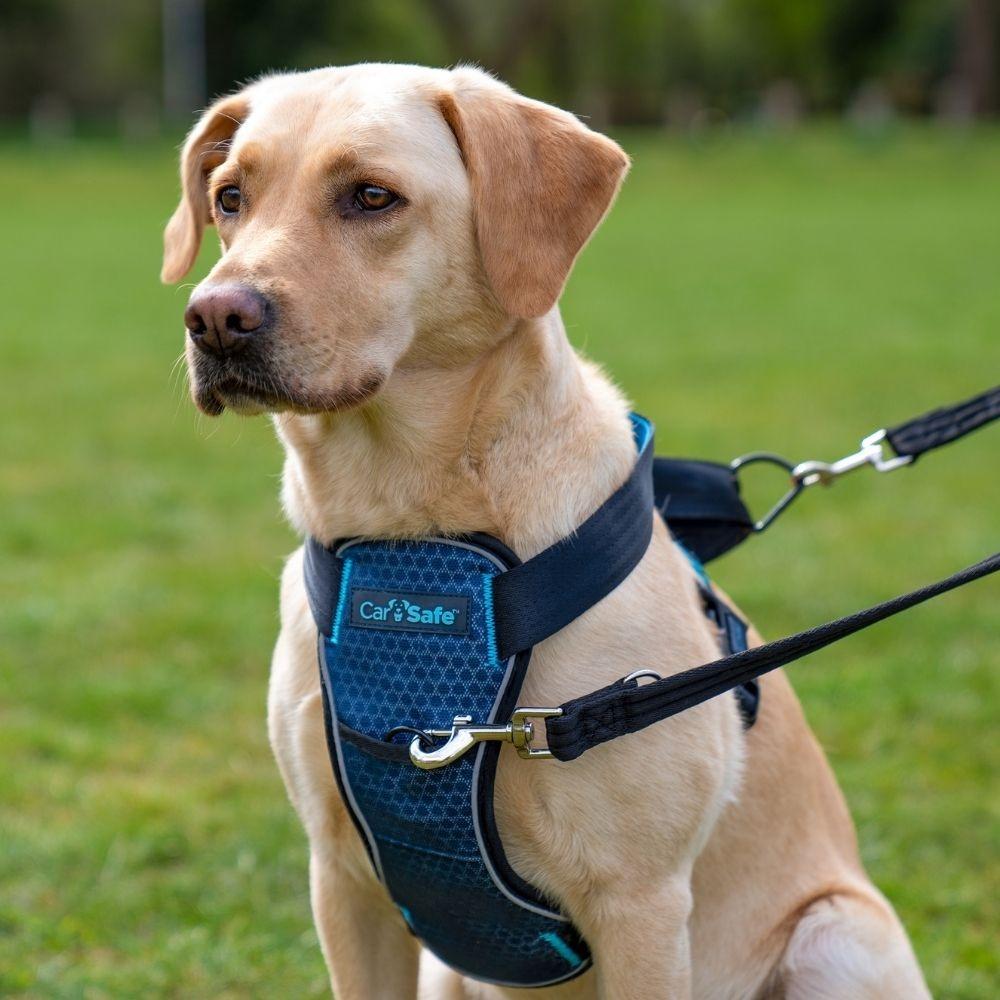 CarSafe Crash Tested Dog Harness